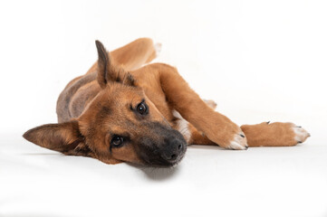 A cute mutt brown dog looking at the camera, lying alone on a white background