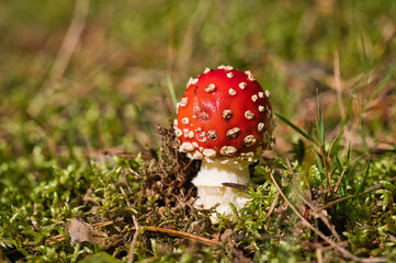 Nahaufnahme eines jungen Fliegenpilzes