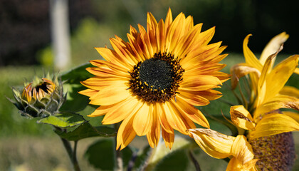 Obraz premium Sunfolowers