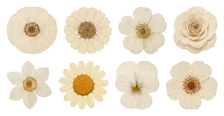 Vintage pressed flowers collection