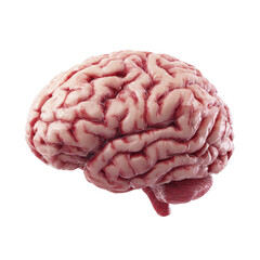 Detailed view of a human brain highlighting its unique structure and complexity for educational purposes