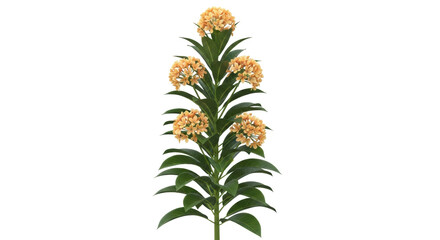 Isolated Asclepias plant, beautiful bright-yellow blossom, lush green foliage, serene nature
