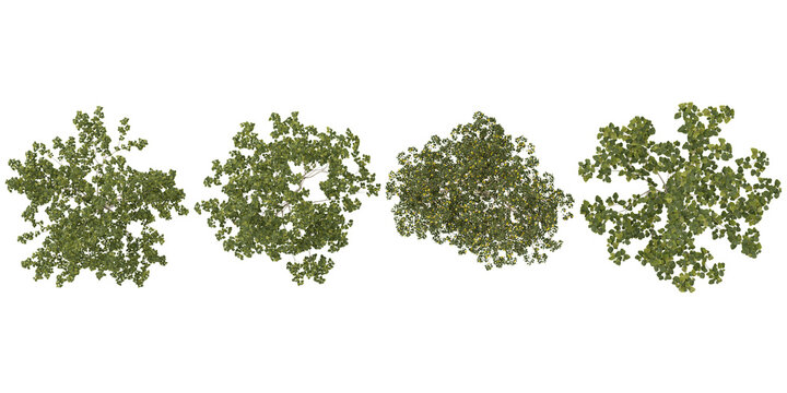 Collection of Broussonetia,Celtis trees on transparent background from the top view