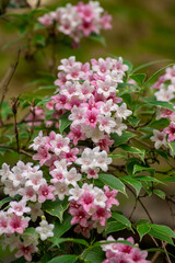 Weigela coraeensis pink white flowering shrub plant, group of colorful flowers in bloom