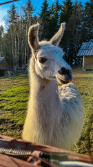 Charming white llama stands in a green pasture, looking curiously towards camera with its head turned, bathed in the warm glow of the late afternoon sun, with a rustic wooden fence and trees behind.