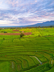 Beautiful morning view indonesia Panorama Landscape paddy fields with beauty color and sky natural light