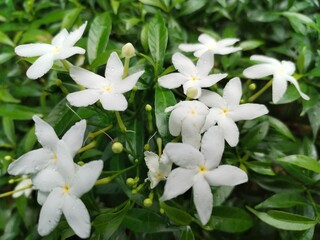 Fototapeta premium lily of the valley