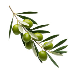 Fresh green olive branch isolated on transparent background, showcasing the natural beauty of the fruit and leaves, ideal for healthy eating concepts