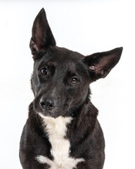 Face of a mutt black dog looking at the camera on a white background