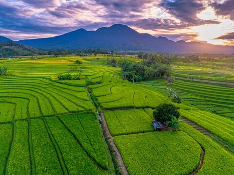 Beautiful morning view indonesia Panorama Landscape paddy fields with beauty color and sky natural light