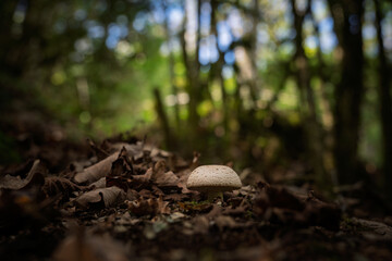 Autumn forest witn a mushroom. Selective focus and shallow depth of field.