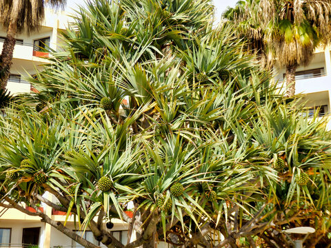 Screwpine aka Pandanus Utilis Bory bearing many fruits
