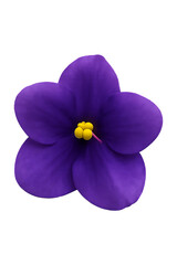African Violet Bloom High quality Realistic image.