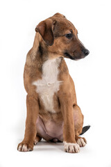 A brown puppy sitting alone and looking to the side on a white background