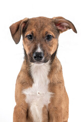Face of a mutt brown puppy looking at the camera on a white background