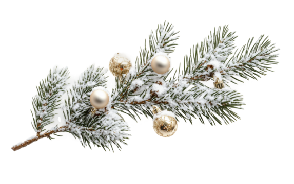 Close up of a snowy pine branch with decorative ornaments symbolizing winter celebration and seasonal tradition isolated on transparent background PNG
