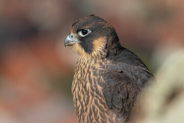 Peregrine Falcon cub standing on rock