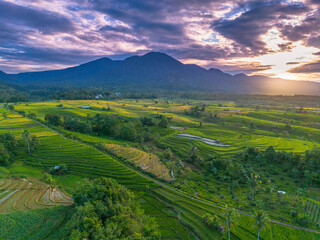 Fototapeta premium Beautiful morning view indonesia Panorama Landscape paddy fields with beauty color and sky natural light