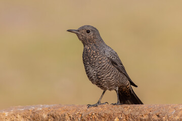 Blue Rock Thrush