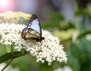 Obraz premium Beautiful butterfly on a flower cluster
