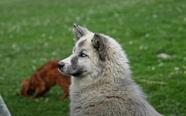 Adorable white fluffy dog looking sideways while standing on green grass in natural background