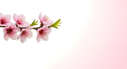 Delicate Vietnamese Peach Blossoms with Airy Pink Gradient Copy Space