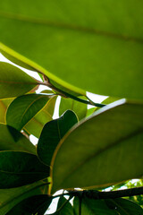 green leaves on a branch