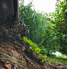 green sprouts and leaves near a tree, close-up of a plant