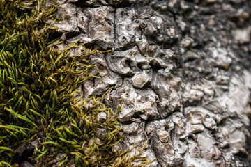 bark of tree