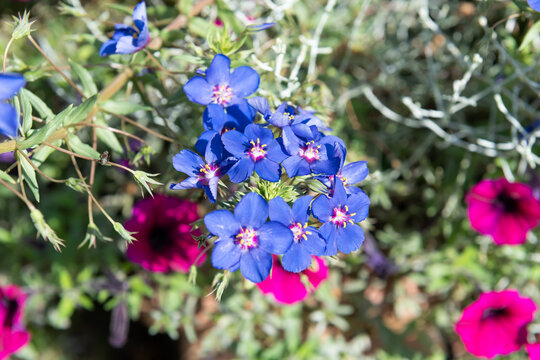Blue pimpernell (lysimachia monelli) flowers in bloom
