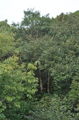 Fototapeta premium Symplocos prunifolia, Geomeunjaenamu, an evergreen small tree native to Jeju Island, Korea, with dark purple fruits, considered rare and requiring conservation. Photographed in Korea.
