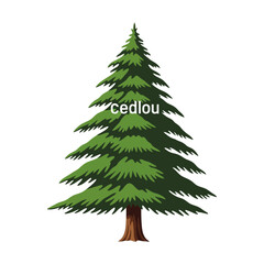 A detailed illustration of a green evergreen tree with a brown trunk, set against a white background.