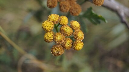 Close-Up of Yellow Wildflowers