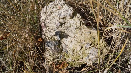 Weathered Rock in Dry Grass