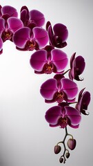 Pink Orchid Flowers on a White Background purple bloom