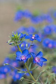 Blue pimpernell (lysimachia monelli) flowers in bloom