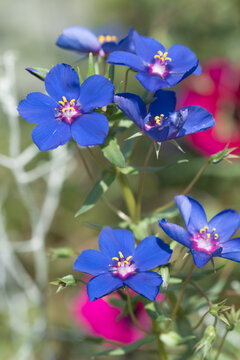 Blue pimpernell (lysimachia monelli) flowers in bloom
