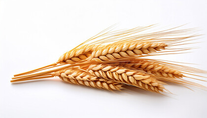 Horizontal Wheat Ears With Sharp Detail And Natural Golden Color Isolated On White Background