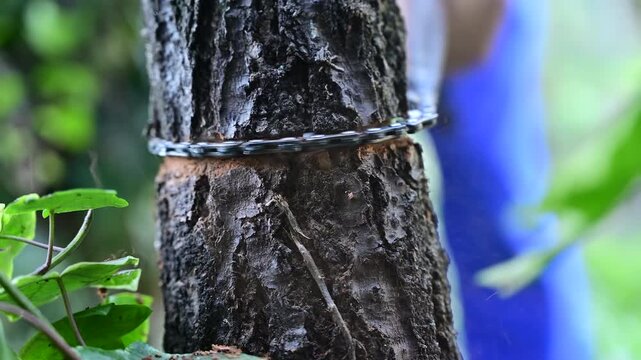 From Tree to Timber: A Close-Up of a Man&rsquo;s Hand-Powered Chain Saw in Action in the Garden
