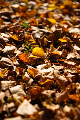 autumn leaves background