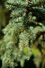 close up of pine needles