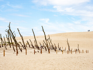 Dead tree stumps on a shifting dune. Poland, Pomerania, Slowinski National Park.