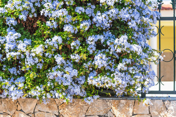 Obraz premium Flowering plumbago hedge stands behind a black metal gate