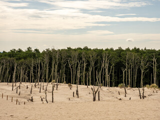 Desolate Sand Dune With Dead Trees Framing a Dense Forest Under a Bright Sky