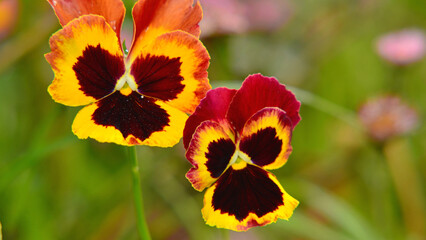 Beautiful pansy flowers in the garden, close-up. Viola × wittrockiana.