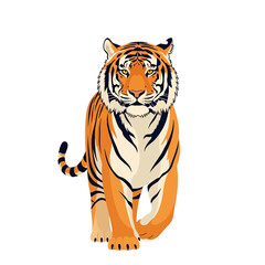 A detailed illustration of a majestic tiger, showcasing its vibrant orange and black stripes, walking towards the viewer.