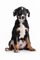 A black, white, and brown puppy sitting alone on a white background