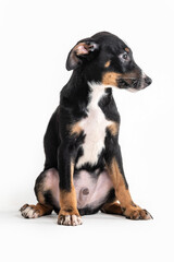 A black, white, and brown puppy sitting alone and looking to the side on a white background