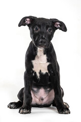 A black puppy with beautiful ears, sitting alone on a white background