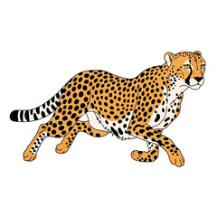 Illustration of a cheetah running with black spots on its tan fur.